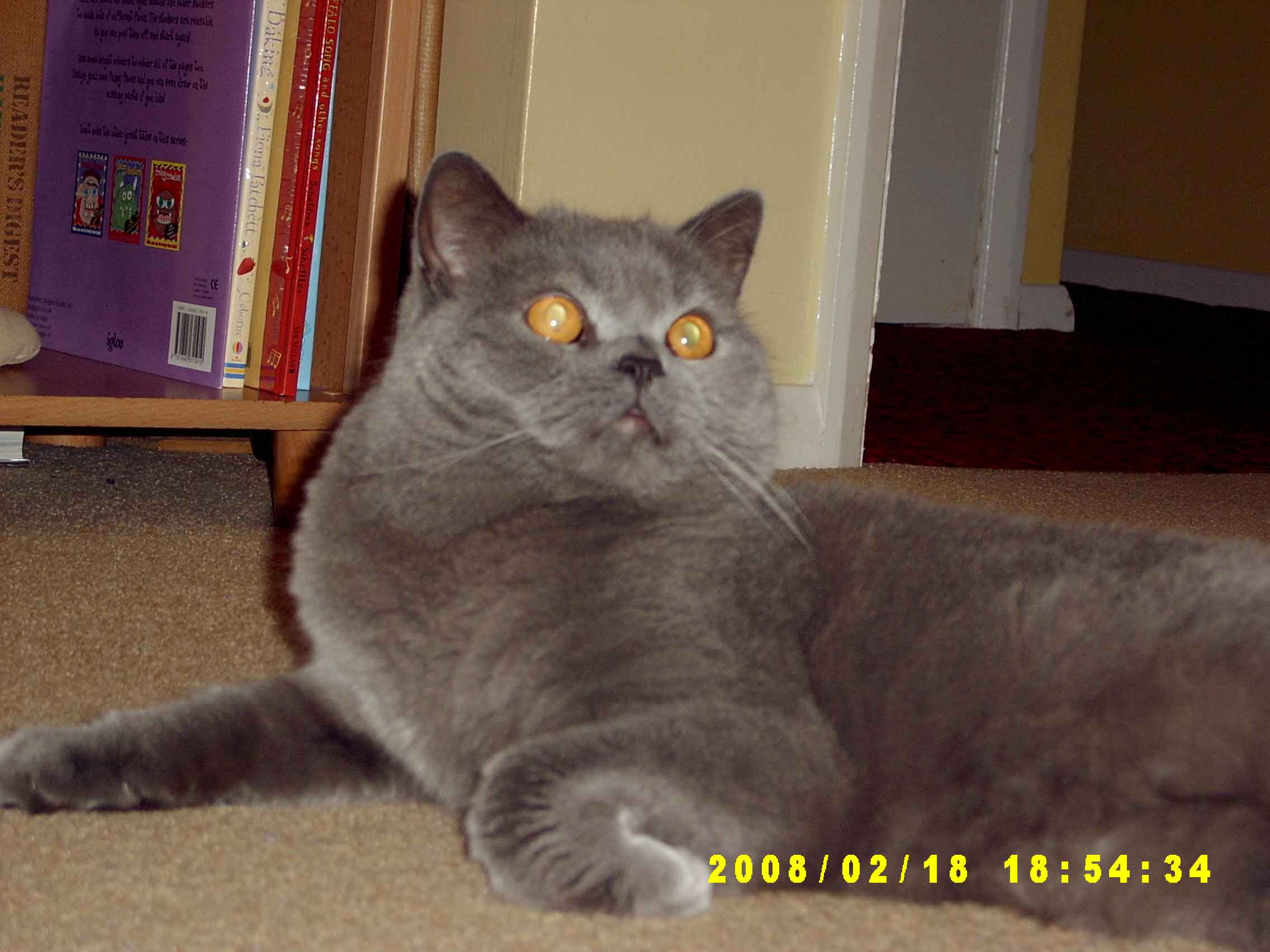 charlie-cat